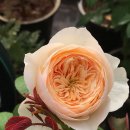 우드하우스 이미지