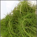 하경