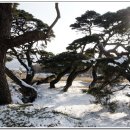 소나무 풍경 이미지