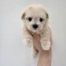 LOVING PET | 안산애견샵인 LOVING PET 에서 말티푸가있어요
