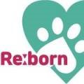 REBORN DOG 이미지