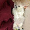 너는 내 댕댕 이미지