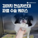 통도동물병원 | 강아지 전십자인대 파열 수술 케이스 : TPLO 치료 후기 양산 동물병원