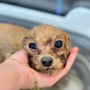 하떼하떼 이미지