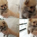 소미애견 농장 이미지