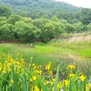 원수산 생태습지2 이미지