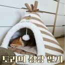 이든 동물메디컬 | 아깽이 이든동물병원 1차 접종 후기