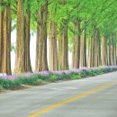 순창 메타세콰이어길 이미지