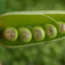 콩마로 이미지