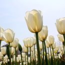튤립 이미지