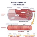 스포츠지도사 2급 - 운동생리학 이미지