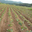 원당농장 이미지