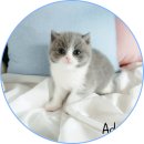 아담스펫 강아지분양 고양이분양 일산점 이미지