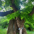 영천 약남리 회화나무 이미지