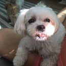 슈라즈하우스 | [광주/첨단 애견유치원,애견호텔] 슈라즈하우스 정기 유치원 솔직 후기