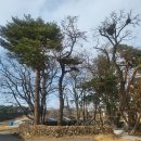 솔향공원 소나무전시관 | 솔향수목원(江陵)