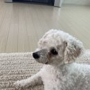 개나리 멍멍 이미지