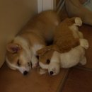 강아지 친구 이미지