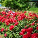 응봉개나리어린이공원 이미지