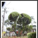 황골민박 이미지