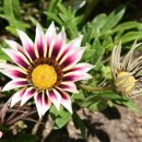 가자니아 이미지