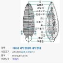 자료] [건강정보]동맥경화,강심,어혈,타박상,고지혈증에 효험≪ 거머리(수질) 무엇인가? ≫ 이미지