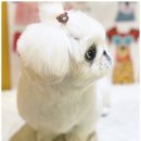 분당삼평-D-1 | [분당정자] 델리쉬베이글 🥯 베이글 맛집 솔직후기 (내돈내산)