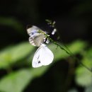 큰줄흰나비(수컷) 이미지