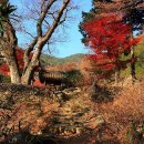 천년나무7 A 이미지