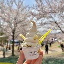 남산목장 | 아기랑 강릉 여행② 남산공원 벚꽃축제/카페봄/오어즈/유명식당/대관령하늘목장