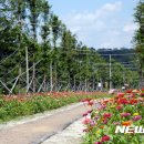 백일홍명품길 이미지