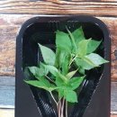 백호합기도 이미지