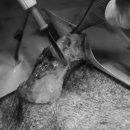 이레외과동물병원 이미지