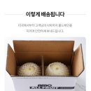 올프룻