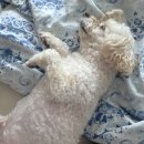 (주)페가수스넷 | 🐭 서울에서 용인까쥐 1박2일 배터지게 놀기 (강남 방탈출 네드, 참치회, 댓글파티, 페러렐 카페)