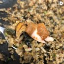 성원닭갈비 이미지