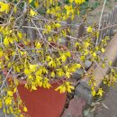 봄 ~ 개나리 korean forsythia 이미지