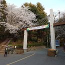 수봉공원 벚꽃길 산책 이미지