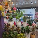 둔산북로 | 대전꽃집 둔산동꽃다발 예쁘게 하는 집 추천 : 대전둔산꽃집 비올레뜨