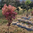 이쁜농장 이미지