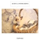 도그마루 강아지고양이 의정부노원점 이미지