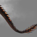 용의꼬리 이미지