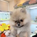 퍼스트 독 앤 캣 이미지