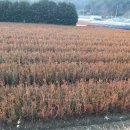 묘목판매] 회양목 파는곳 사는곳 이미지