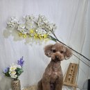 주견야DOG 이미지