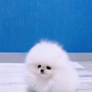 White Pom Pom 이미지