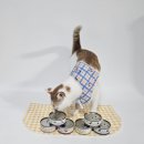 더펫(The Pet) | [체험단]경산 더펫샵 압량점 이벤트 - 질란디아 습식캔 6종 후기