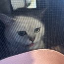 벳케어 동물병원 | 고양이 털빠짐, 붓기 이유는? 병원투어 part.1