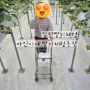 둘만농장 | 다인이네 딸기체험농장 후기｜일산 딸기농장 가성비 좋은 실내체험