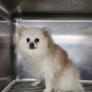 증평가정견훈련소 이미지